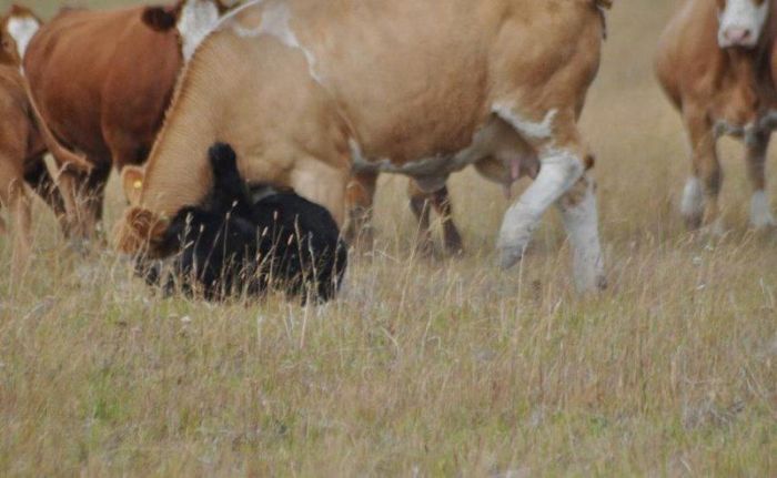 cow herd battles a bear