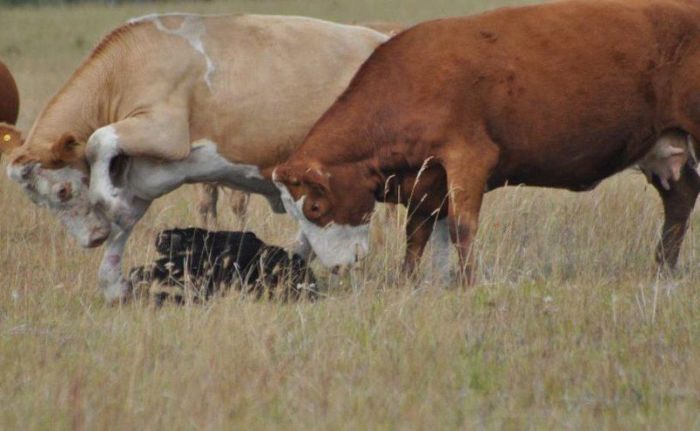 cow herd battles a bear