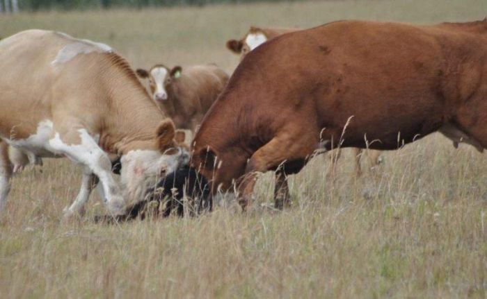 cow herd battles a bear