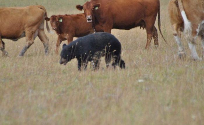 cow herd battles a bear