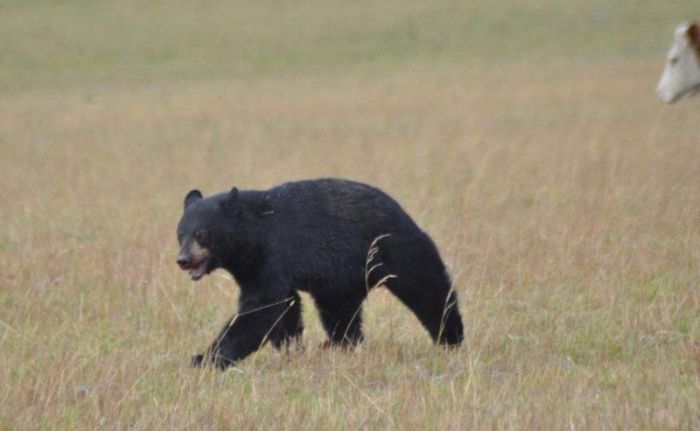 cow herd battles a bear