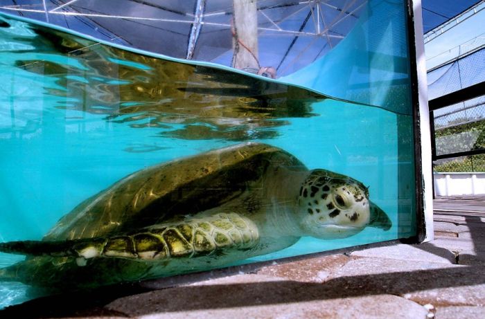 Saving a turtle, Juno Beach, Jupiter, Florida