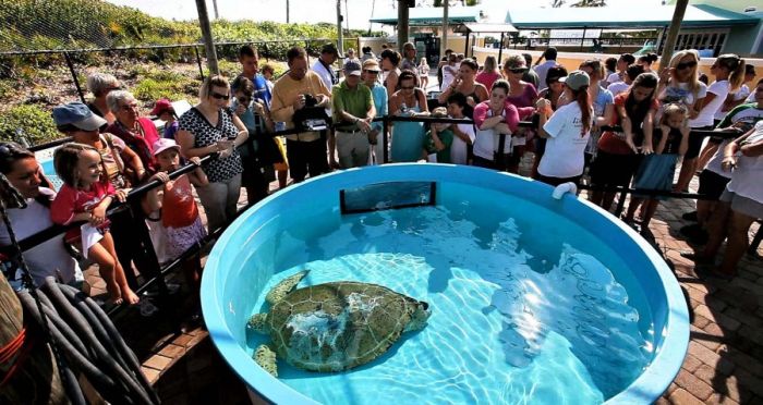 Saving a turtle, Juno Beach, Jupiter, Florida