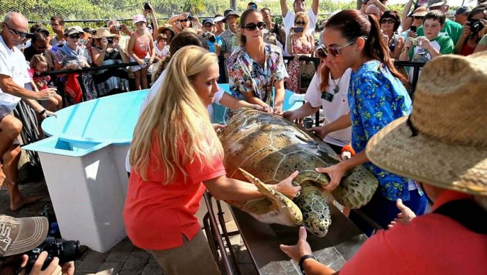 Saving a turtle, Juno Beach, Jupiter, Florida