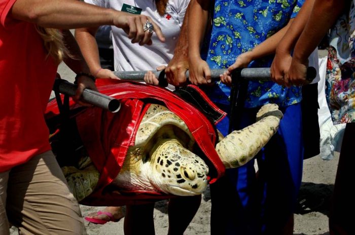 Saving a turtle, Juno Beach, Jupiter, Florida