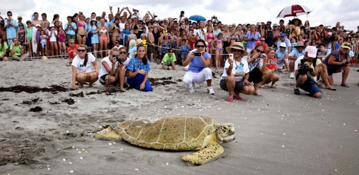 Saving a turtle, Juno Beach, Jupiter, Florida