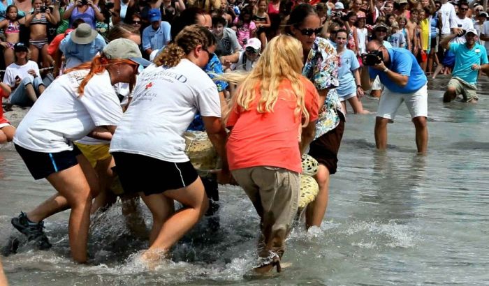 Saving a turtle, Juno Beach, Jupiter, Florida