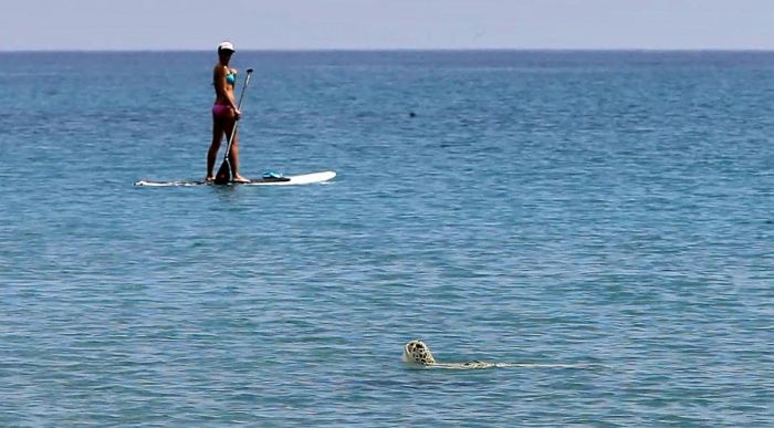 Saving a turtle, Juno Beach, Jupiter, Florida