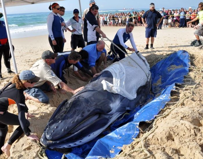 saving a small humpback whale