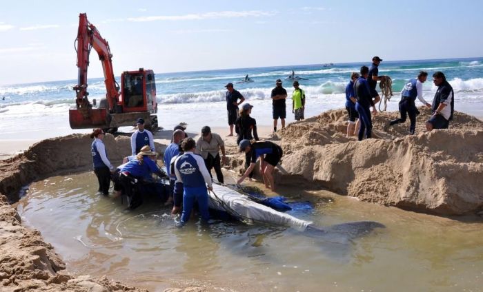 saving a small humpback whale