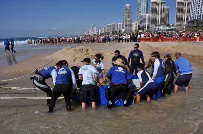 saving a small humpback whale