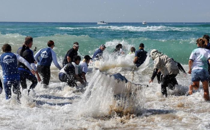 saving a small humpback whale