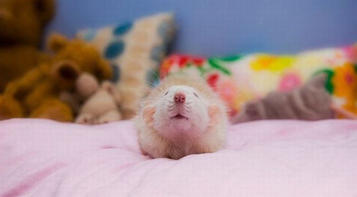 cute rat