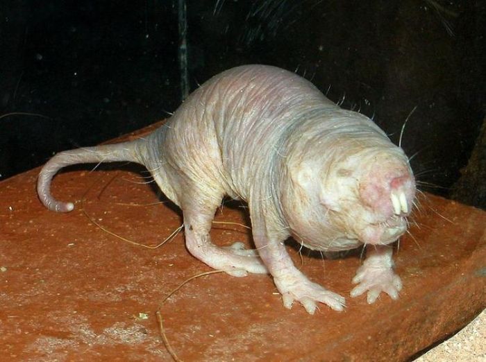 naked mole rat