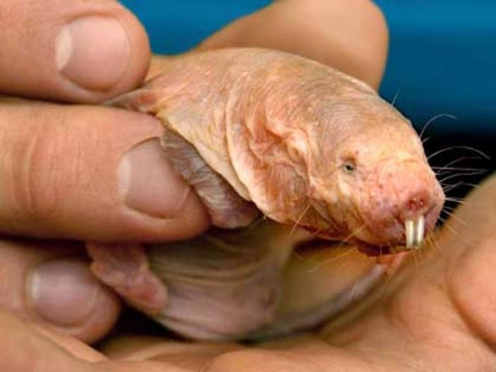 naked mole rat