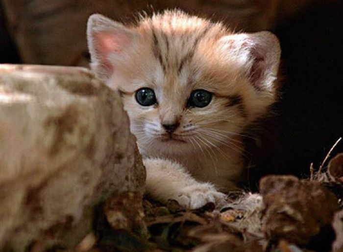 sand cat kitten