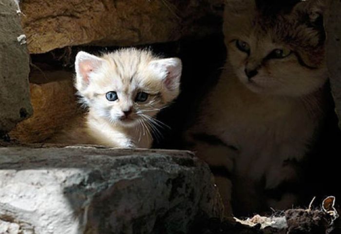 sand cat kitten