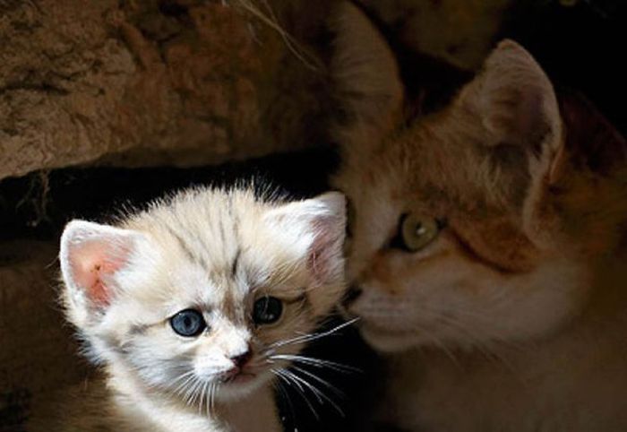 sand cat kitten