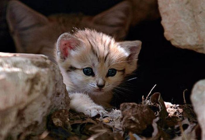 sand cat kitten