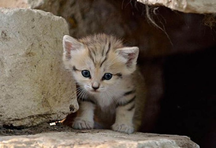 sand cat kitten