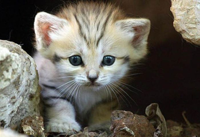 sand cat kitten