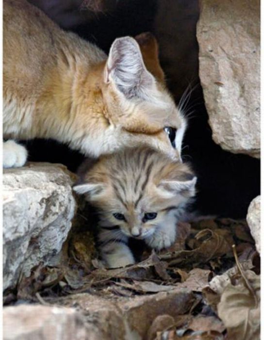 sand cat kitten