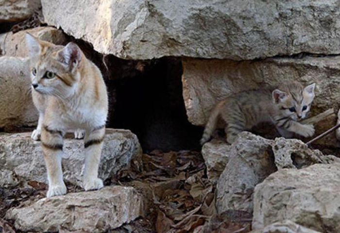 sand cat kitten