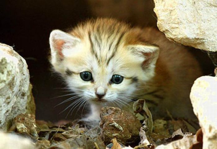 sand cat kitten