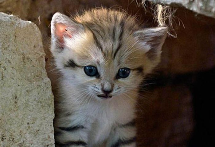 sand cat kitten