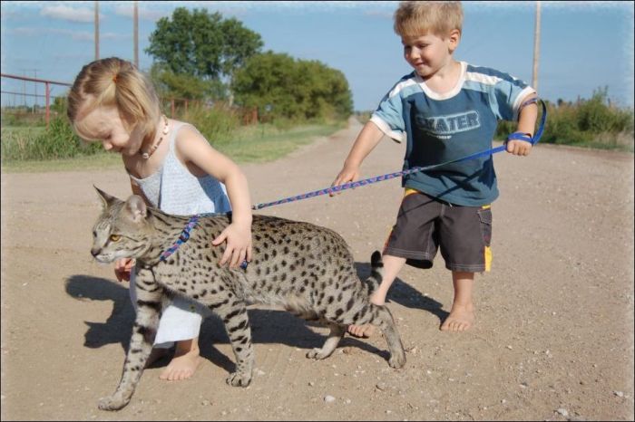 savannah cat