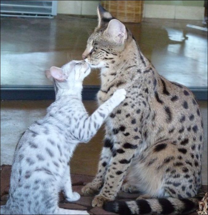 savannah cat