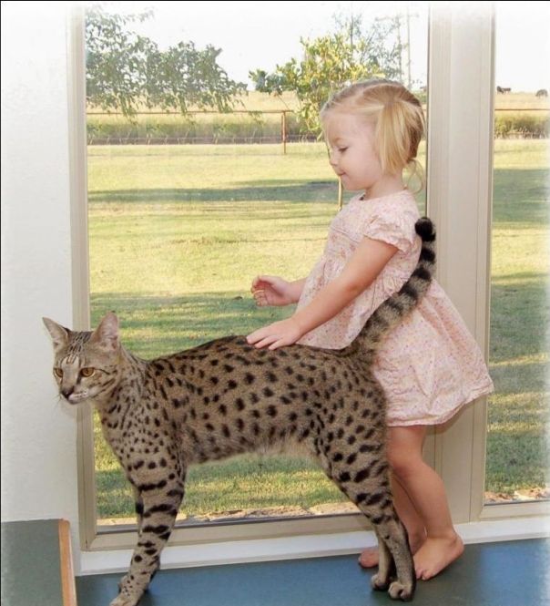 savannah cat