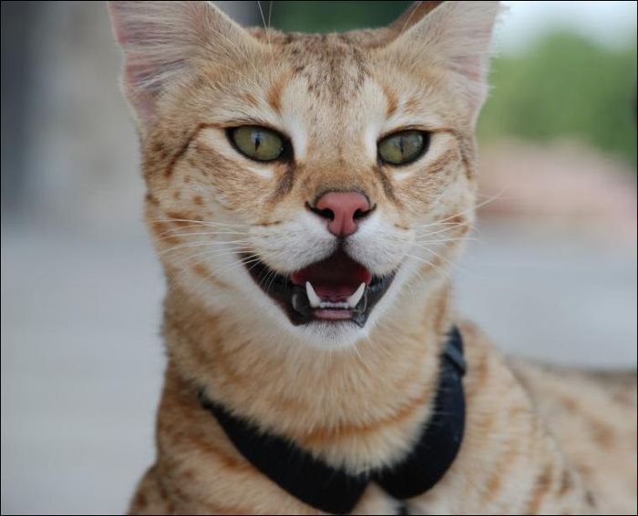 savannah cat