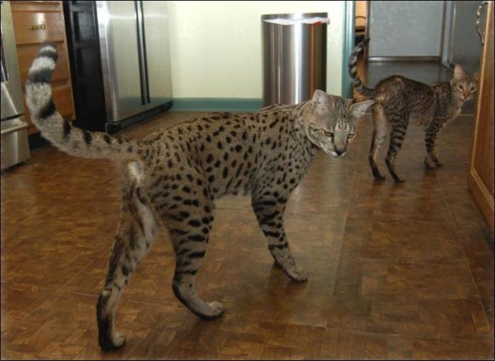 savannah cat