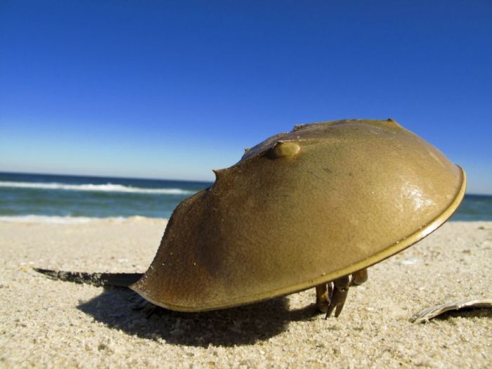 horseshoe crab