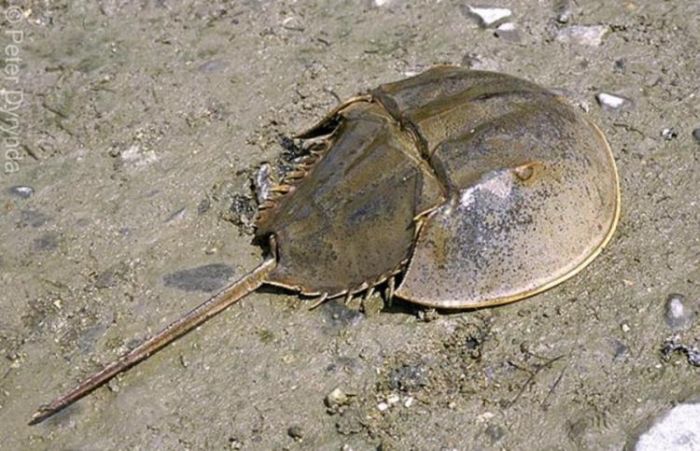 horseshoe crab