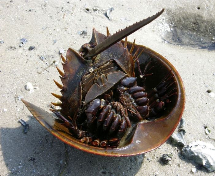 horseshoe crab