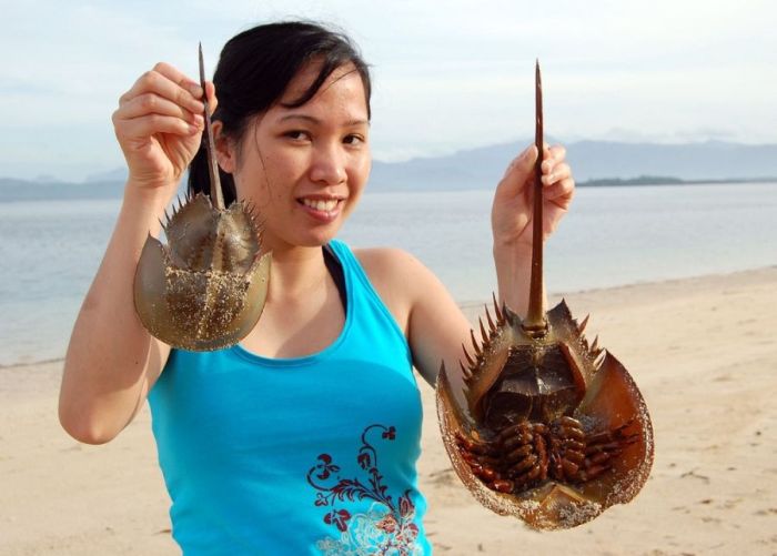 horseshoe crab