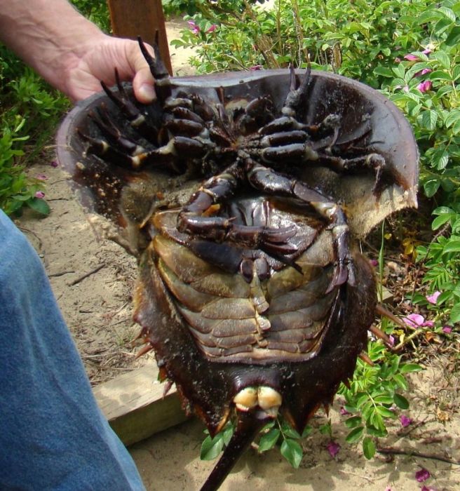 horseshoe crab