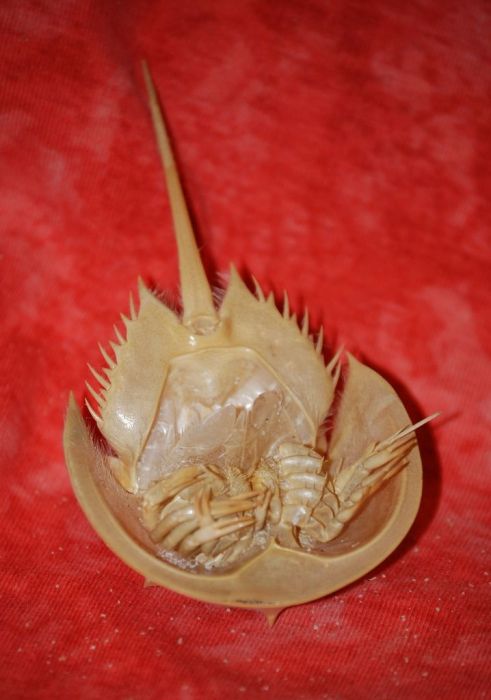 horseshoe crab