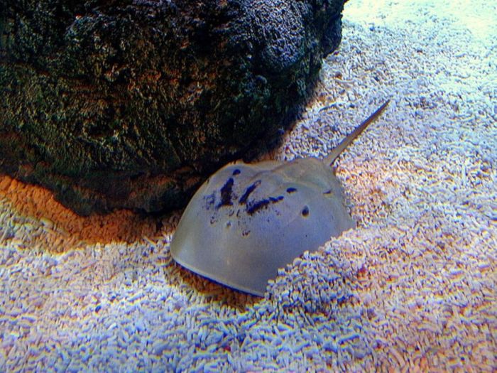 horseshoe crab