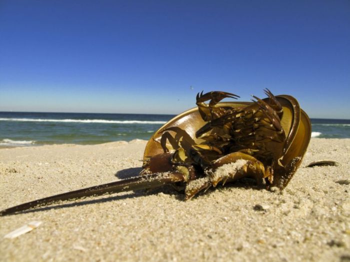 horseshoe crab