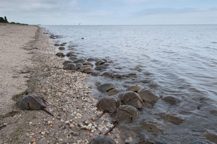 horseshoe crab