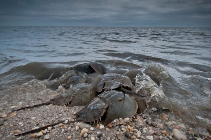 horseshoe crab