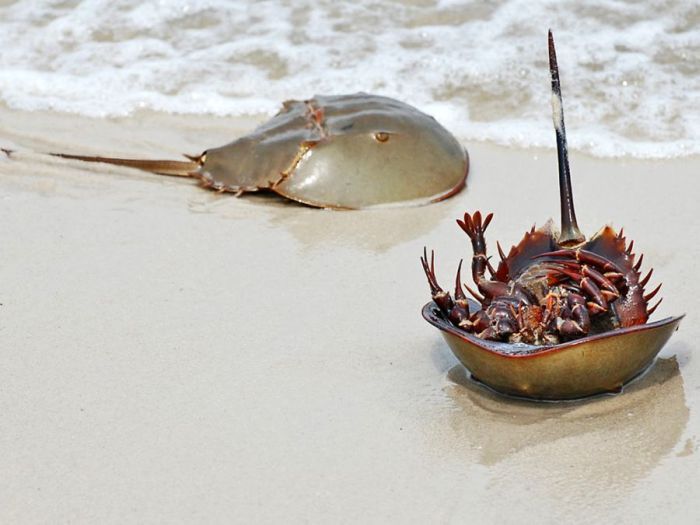 horseshoe crab