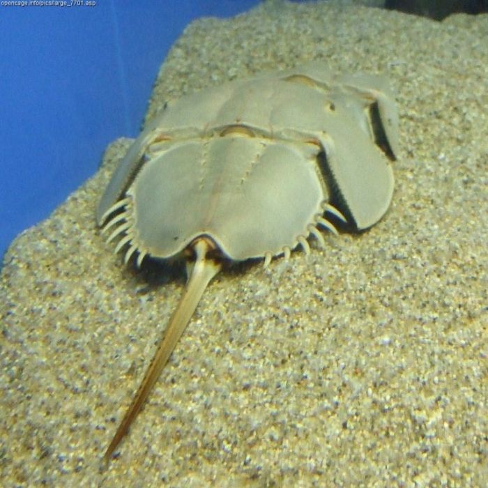 horseshoe crab