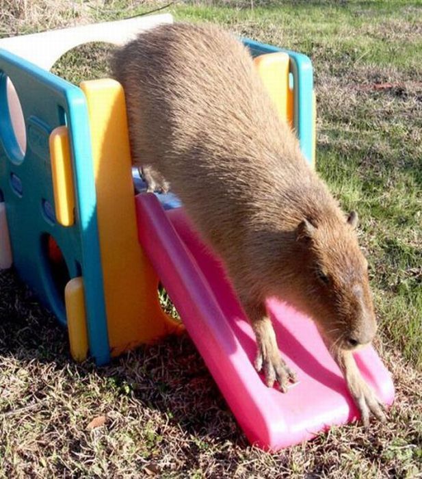 Caplin Rous capybara