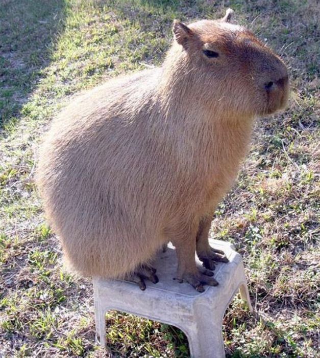 Caplin Rous capybara