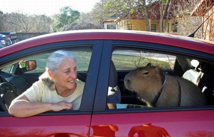 Caplin Rous capybara