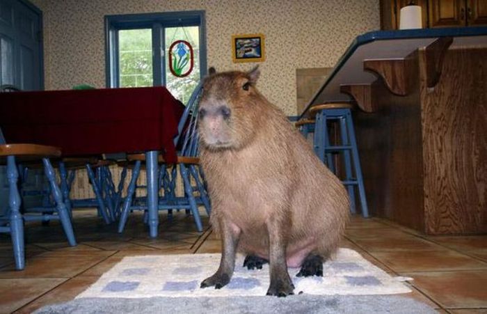 Caplin Rous capybara